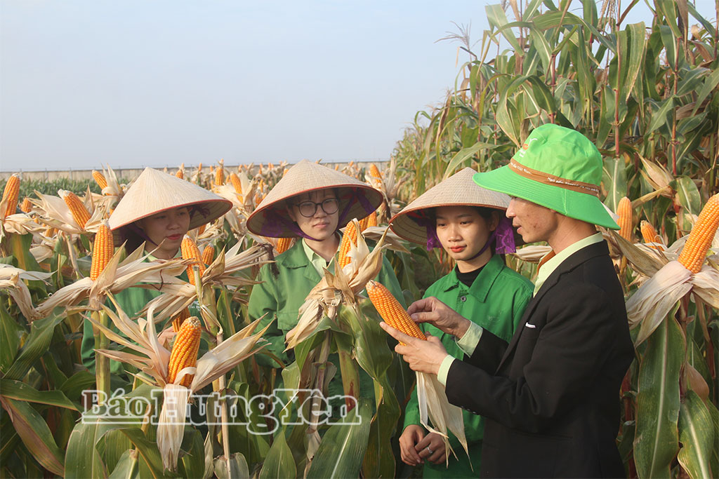 Cán bộ Viện Nghiên cứu cây trồng, Công ty Cổ phần Tập đoàn ThaiBinh Seed kiểm tra, đánh giá giống ngô mới được trình diễn, khảo nghiệm.