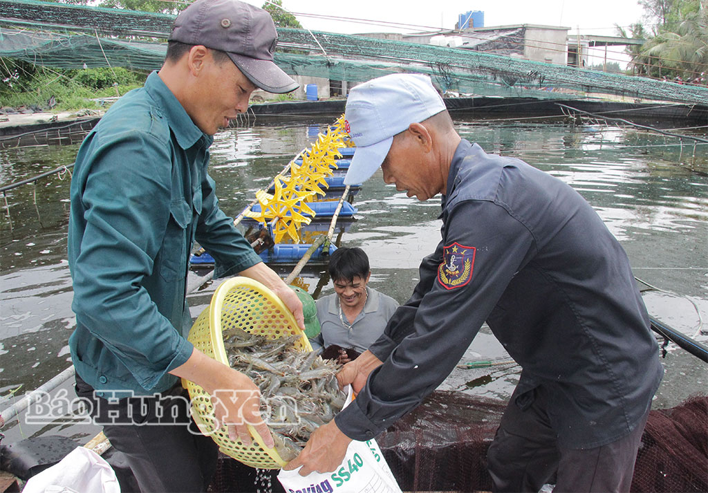 Anh Nguyễn Văn Tụ, xã Hưng Phú thu hoạch tôm thẻ chân trắng.