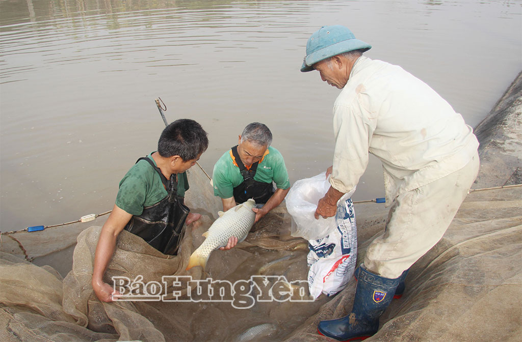 Hộ dân ở xã Quang Hưng thu hoạch cá.