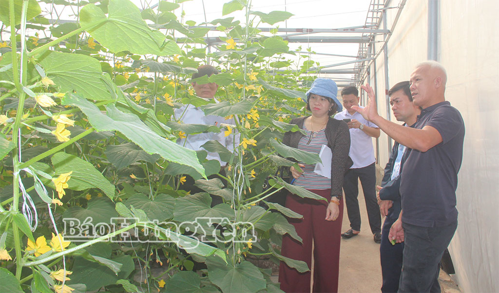 Trồng dưa trong nhà màn tại HTX Sản xuất cung ứng rau quả và cây dược liệu An Thịnh Phát, xã Tống Trân.