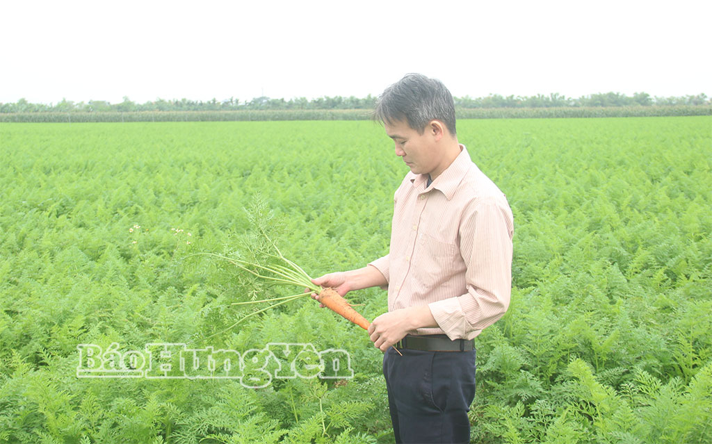 Cán bộ Phòng Kinh tế, xã Tống Trân thăm mô hình tích tụ ruộng đất trồng cà rốt mang lại hiệu quả kinh tế cao.