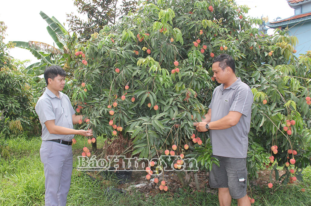 Nông dân xã Đoàn Đào tích cực kiểm tra, chăm sóc vải trứng Hưng Yên trước khi thu hoạch.