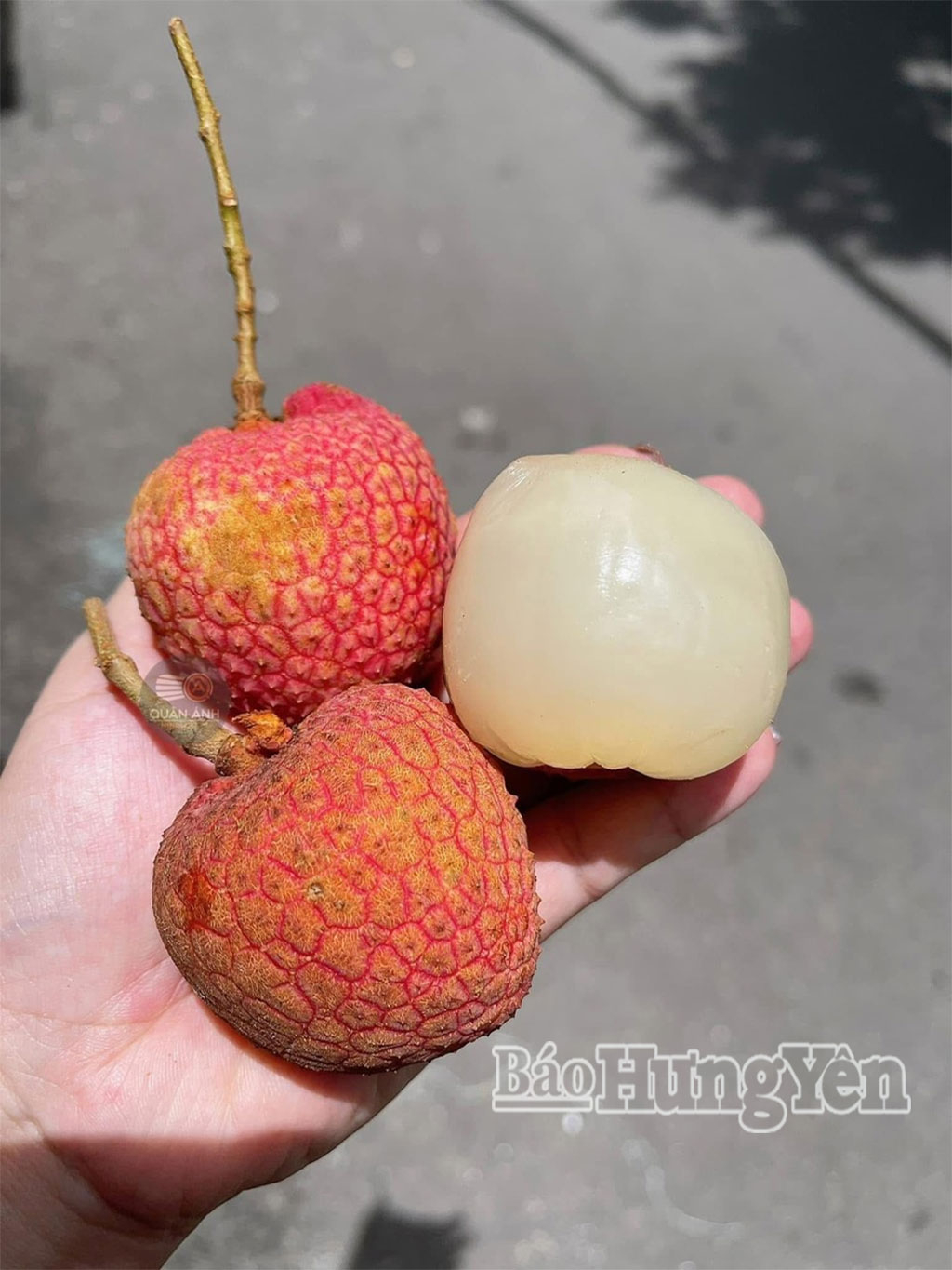 Vải trứng Hưng Yên là giống vải nổi tiếng với kích thước quả to (khoảng 16-22 quả/kg), hình dáng giống trứng gà, vỏ màu đỏ hồng tươi, cùi dày, hạt nhỏ, hương vị ngọt thơm, thanh mát.