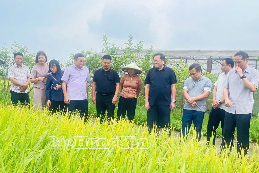Sở J88.com Đăng nhập, Đăng ký trang chủ nhà cái J88 và J88vip00 Giải Trí Thể Thao thăm, đánh giá giống lúa mới NĐKT và các giống lúa được khảo nghiệm tại Trạm giống J88.com Đăng nhập, Đăng ký trang chủ nhà cái J88 Đông Thành (Trung tâm Giống J88.com Đăng nhập, Đăng ký trang chủ nhà cái J88 Nghệ An).