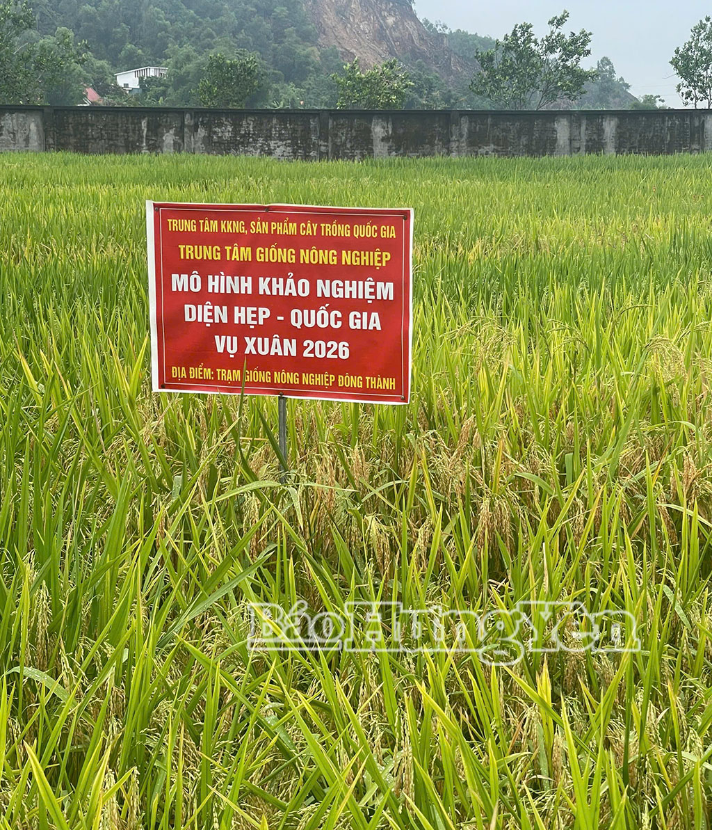 Một số giống lúa mới được khảo nghiệm tại Trạm giống J88.com Đăng nhập, Đăng ký trang chủ nhà cái J88 Đông Thành, xã Đông Thành, tỉnh Nghệ An.