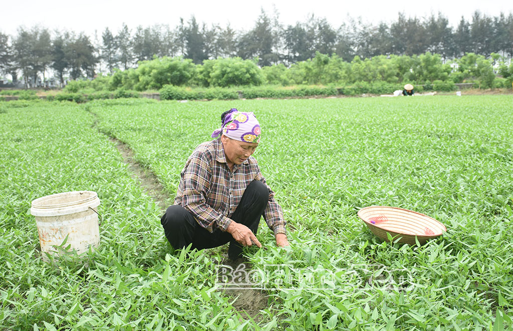 Chị Nguyễn Thị Thao, thôn Lương Mỹ chăm sóc rau muống.