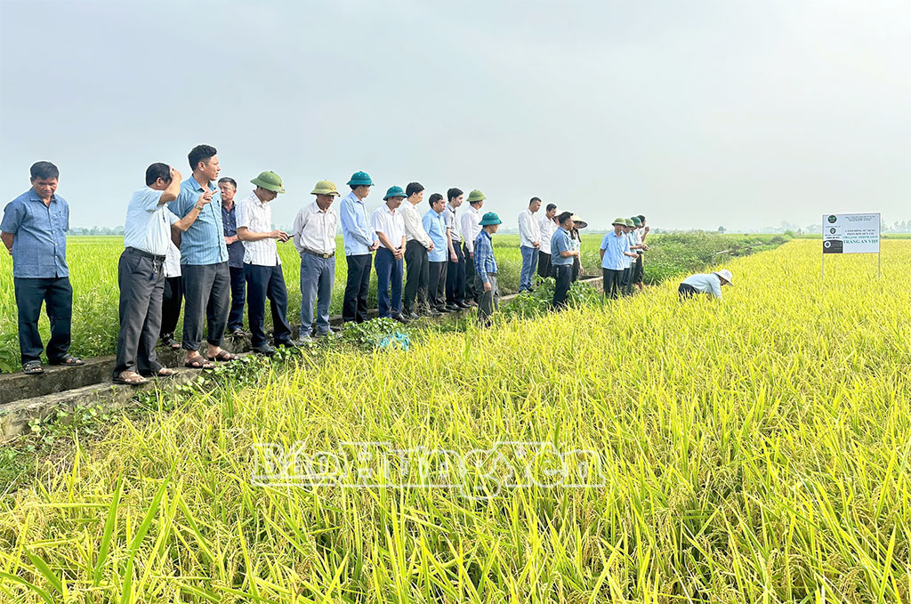 Các đại biểu thăm đồng, kiểm tra đánh giá năng suất lúa Nhật hữu cơ tại thôn Bùi Xá, xã Lê Quý Đôn.
