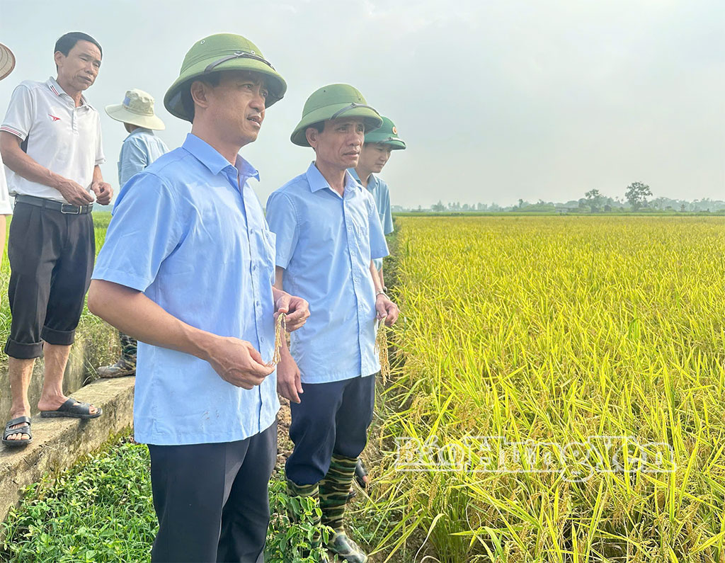 Qua kiểm tra, đánh giá dự kiến năng suất giống lúa Nhật hữu cơ đạt từ 2,5 -3 tạ/sào.