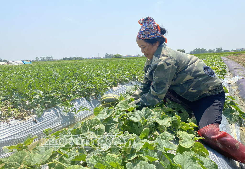 Nông dân thôn Bối Khê (xã Phạm Ngũ Lão) thu hoạch dưa bở.