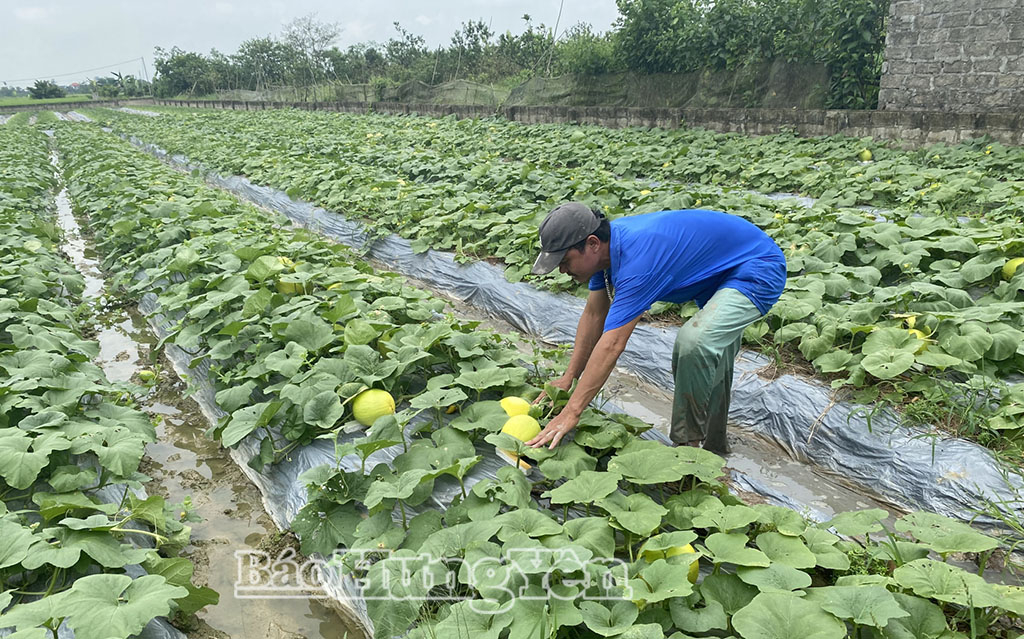 Nông dân thôn Ấp Đòng (xã Phạm Ngũ Lão) thu hoạch dưa vàng.