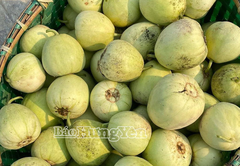 Dưa lê trồng ở xã Phạm Ngũ Lão có đặc trưng quả giòn, vị ngọt đậm, được thị trường ưa chuộng.