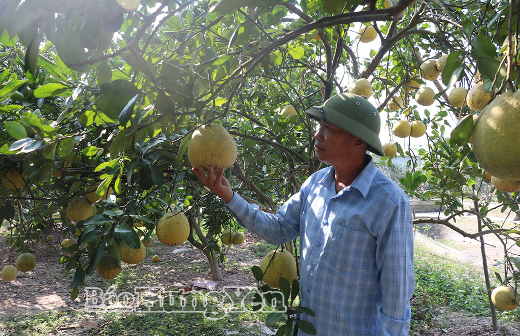  Trang trại tổng hợp mang lại hiệu quả kinh tế cao của anh Phan Giang Đông, thôn Yên Trung, xã Việt Tiến.