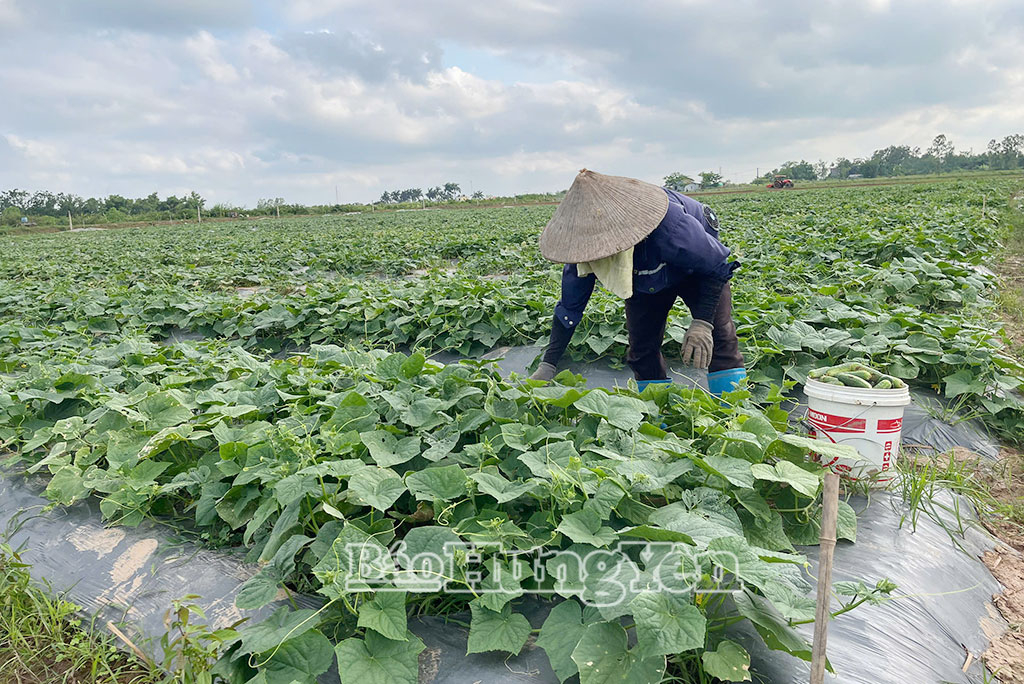  Thu hoạch dưa chuột bao tử tại HTX dịch vụ nông nghiệp và môi trường xanh Greenlife, xã Hồng Minh.