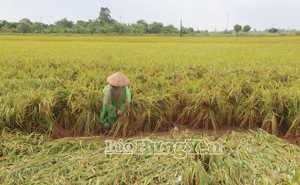 Mưa giông những ngày qua làm đổ ngã một số diện tích lúa xuân, nguy cơ cao phát sinh rầy gây hại cuối vụ.
