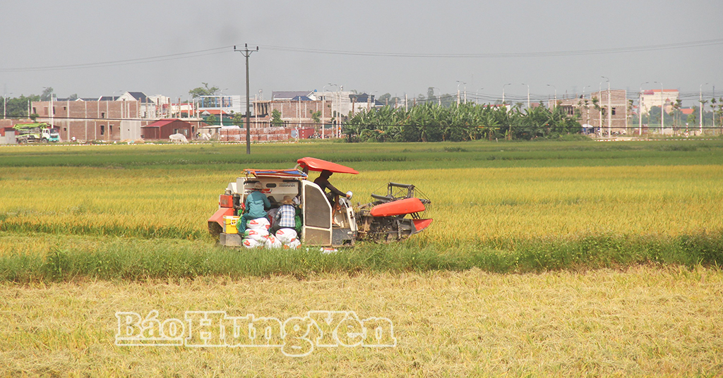 Ngành chuyên môn khuyến cáo nông dân chủ động thu hoạch trên những diện tích lúa sớm. Ảnh: Thu hoạch lúa xuân ở xã Tiên Tiến.