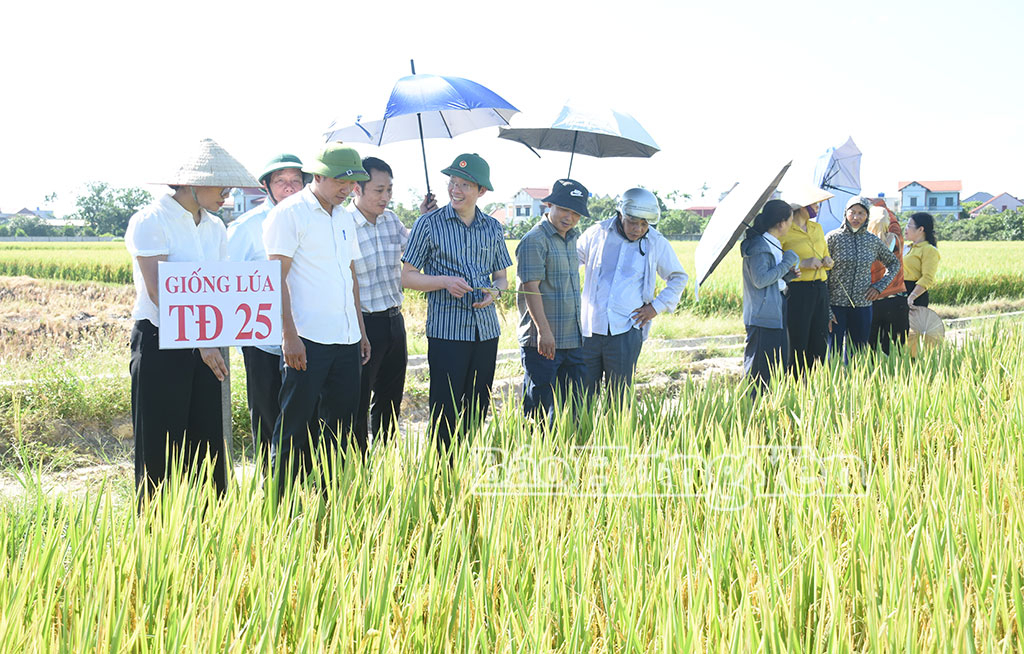 Các đại biểu tham quan, đánh giá hiệu quả mô hình tại cánh đồng thôn Đình Cao, xã Tiên Tiến.