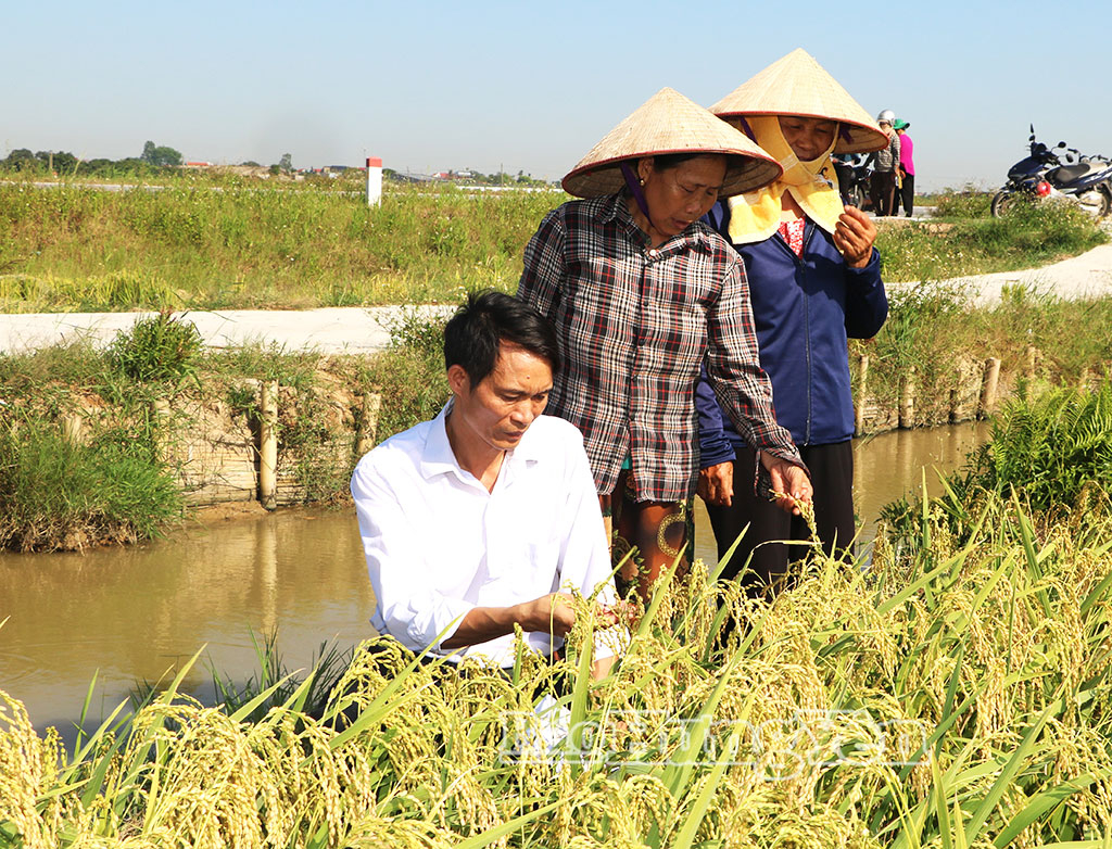 Đại diện Sở Khoa học và Công nghệ cùng nông dân tham quan, đánh giá mô hình sản xuất giống lúa nếp 415 tại xã Tiên Hoa.