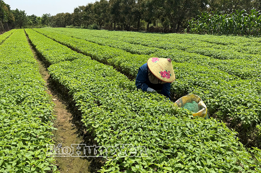 Nông dân thôn Trung, xã Triệu Việt Vương thu hoạch cây dược liệu cỏ ngọt.