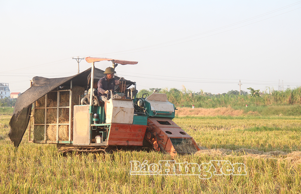 Ông Nguyễn Văn Chung, thôn Tràng Quan, xã Nam Tiên Hưng thu rơm phục vụ chăn nuôi và bán cho các gia trại, trang trại trong và ngoài tỉnh.