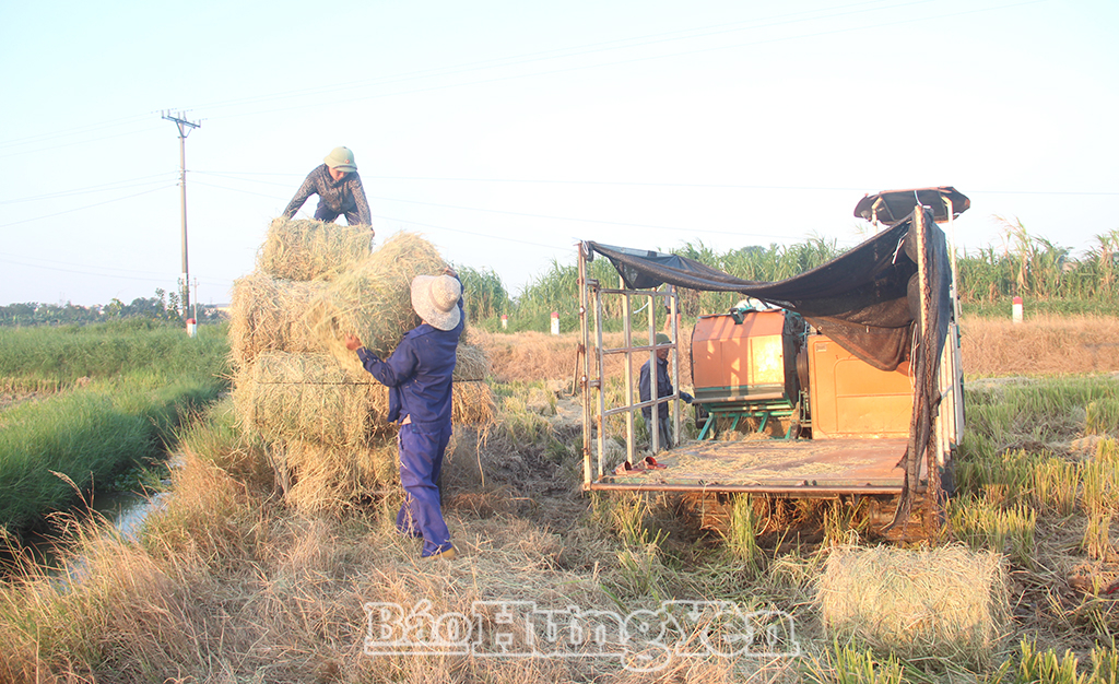 Những ngày này, máy cuốn rơm của gia đình ông Nguyễn Văn Chung, thôn Tràng Quan, xã Nam Tiên Hưng hoạt động hết công suất để cuốn rơm.