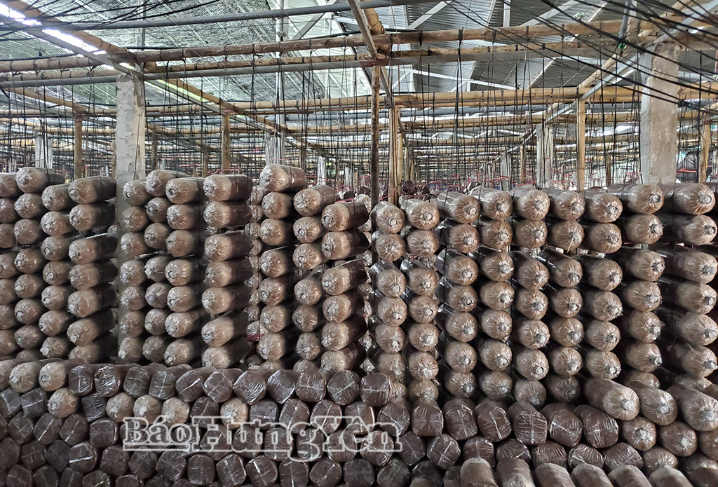 Rơm – phụ phẩm từ sản xuất lúa được sử dụng làm đầu vào của quá trình sản xuất khác trong đó có trồng nấm.