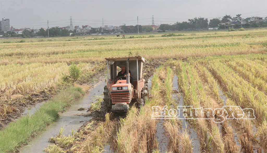 Nông dân phường Trà Lý làm đất chuẩn bị cho sản xuất vụ mùa.