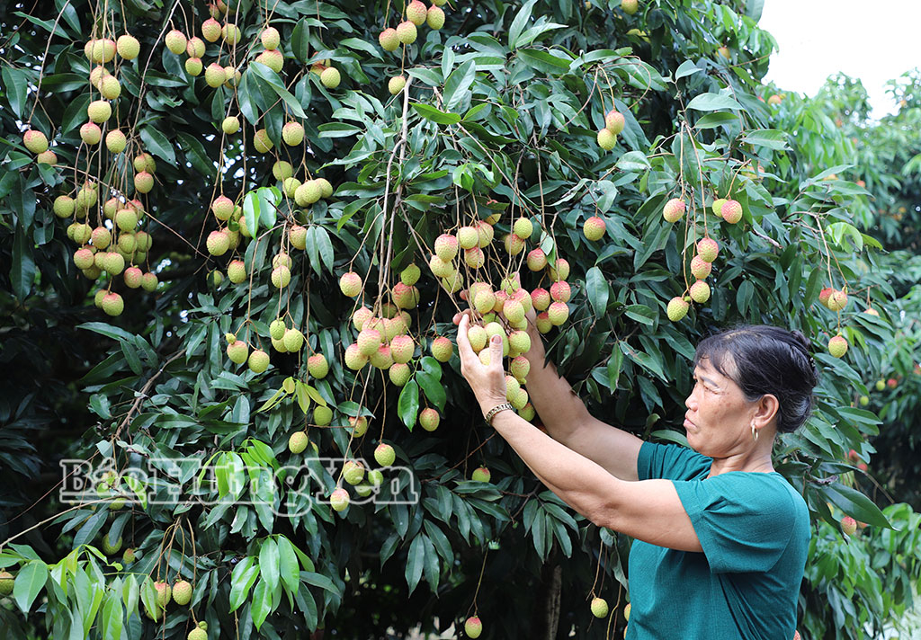 Vùng trồng vải trứng ở thôn Bình Nguyên.