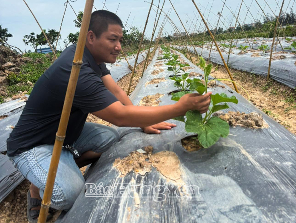 Anh Phạm Mạnh Cường, Giám đốc Hợp tác xã Nông nghiệp rau củ sạch và dịch vụ Mạnh Cường (phường Phố Hiến) phát triển mô hình nông nghiệp sạch ứng dụngcông nghệ cao.