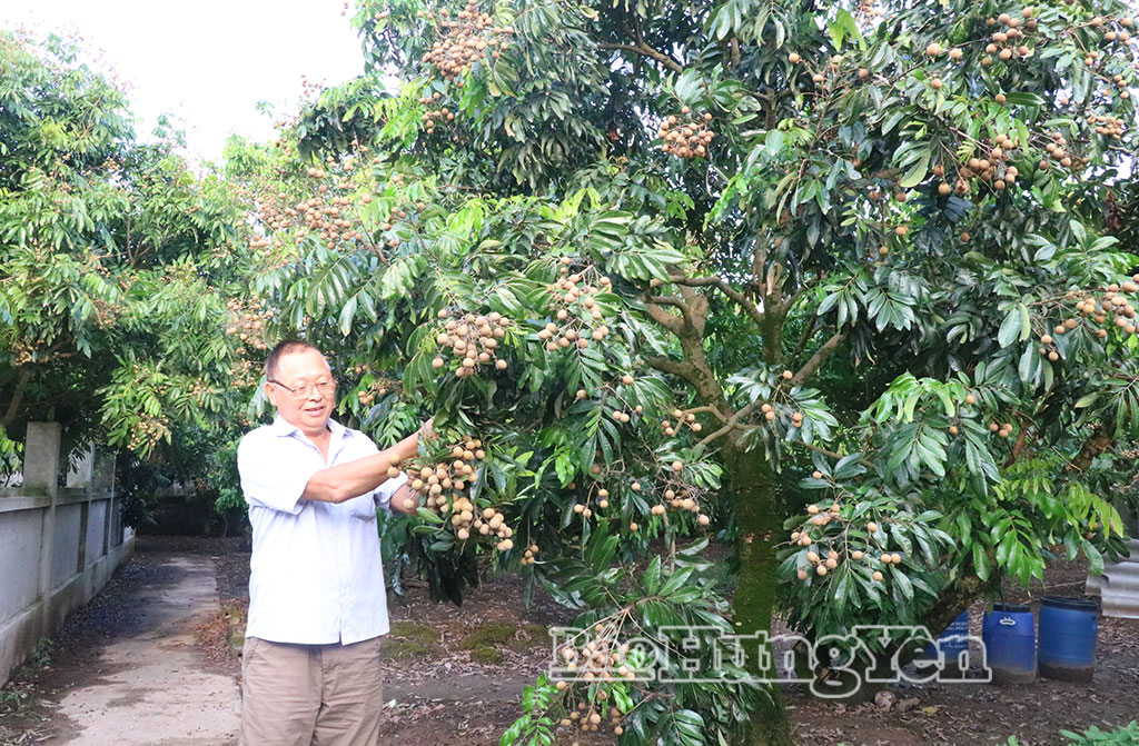 Người dân thôn Lê Như Hổ, xã Tân Hưng thu hoạch nhãn chín sớm.