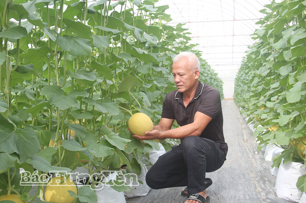 Dự thảo nghị quyết ban hành quy định về một số chính sách thực hiện cơ cấu lại ngành nông nghiệp tỉnh Hưng Yên dành nguồn lực lớn để khuyến khích phát triển nông nghiệp ứng dụng công nghệ cao, nông nghiệp tuần hoàn và hữu cơ. (ảnh minh họa)