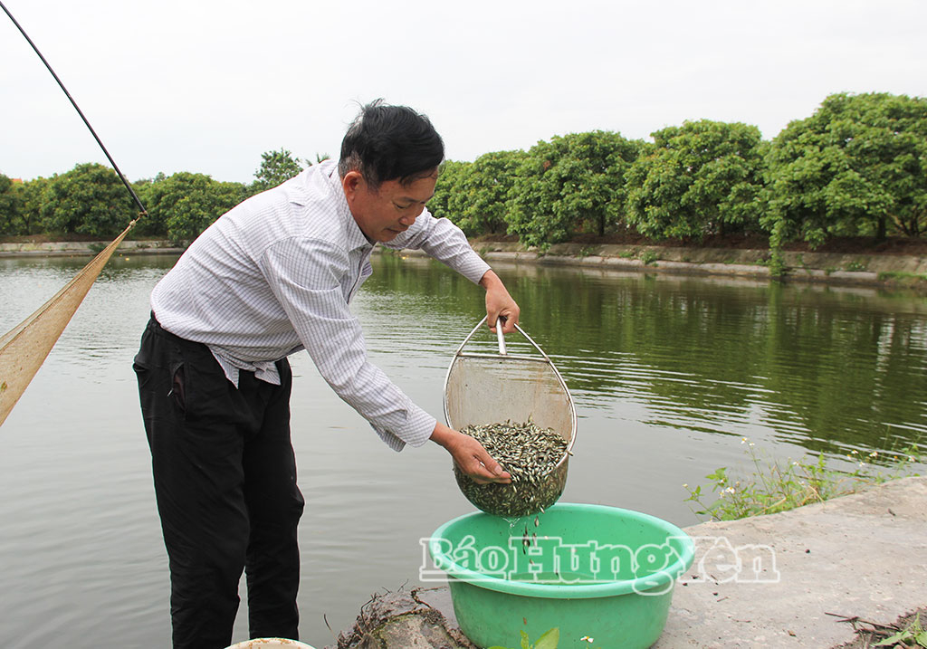 Nông dân xã Quang Hưng làm giàu từ nuôi thủy sản.