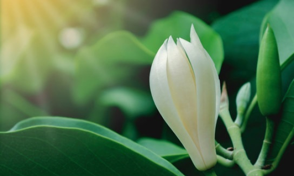 Dịu dàng hương ngọc lan