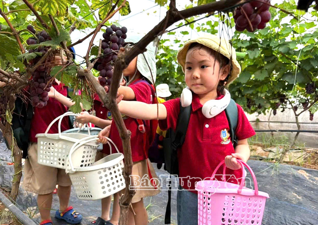 Hoạt động trải nghiệm thu hoạch nho thu hút nhiều gia đình, trường mầm non đưa trẻ đến tham quan.