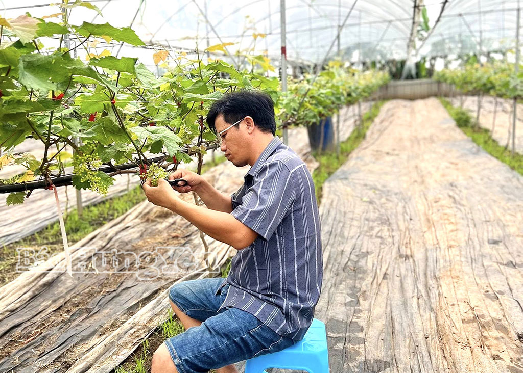 Công đoạn chăm sóc nho Hạ đen đòi hỏi sự tỉ mỉ để bảo đảm chất lượng quả.