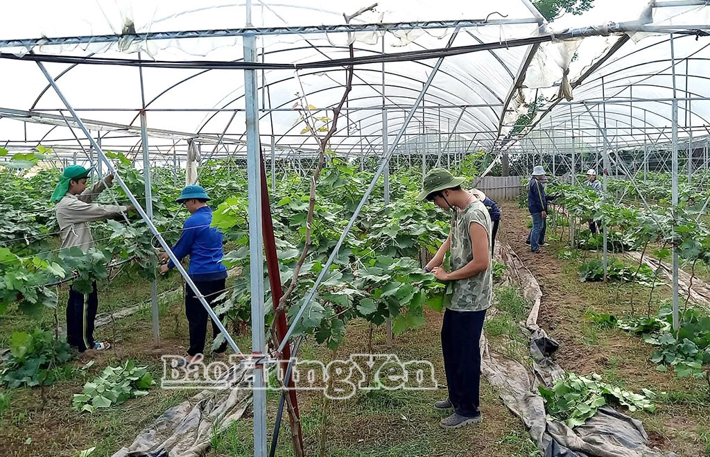 Thành viên HTX Đầu tư và Phát triển nông nghiệp xanh Hồng Nam chăm sóc vườn nho Hạ đen sau thu hoạch, chuẩn bị cho vụ mới.