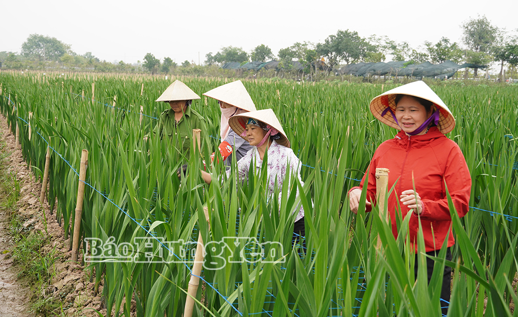 6 tháng đầu năm, xã Hồng Minh đạt  giá trị sản xuất nông, lâm nghiệp và thủy sản ước  465,9 tỷ đồng.