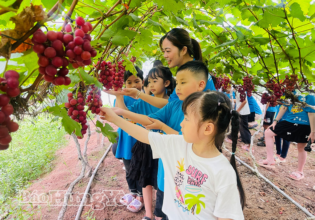 Nông trại hữu cơ Thái Bình thu hút đông đảo du khách đến tham quan, trải nghiệm.