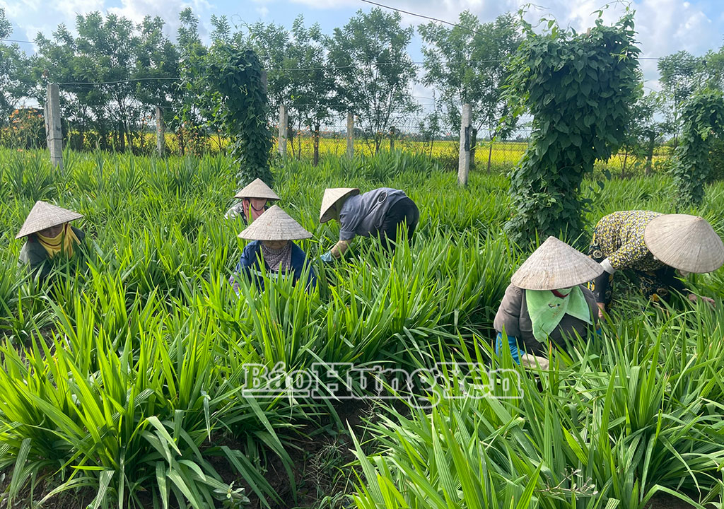 Mô hình HTX Dược liệu Vân Đài, xã Hồng Minh có tổng diện tích hơn 3,3ha.