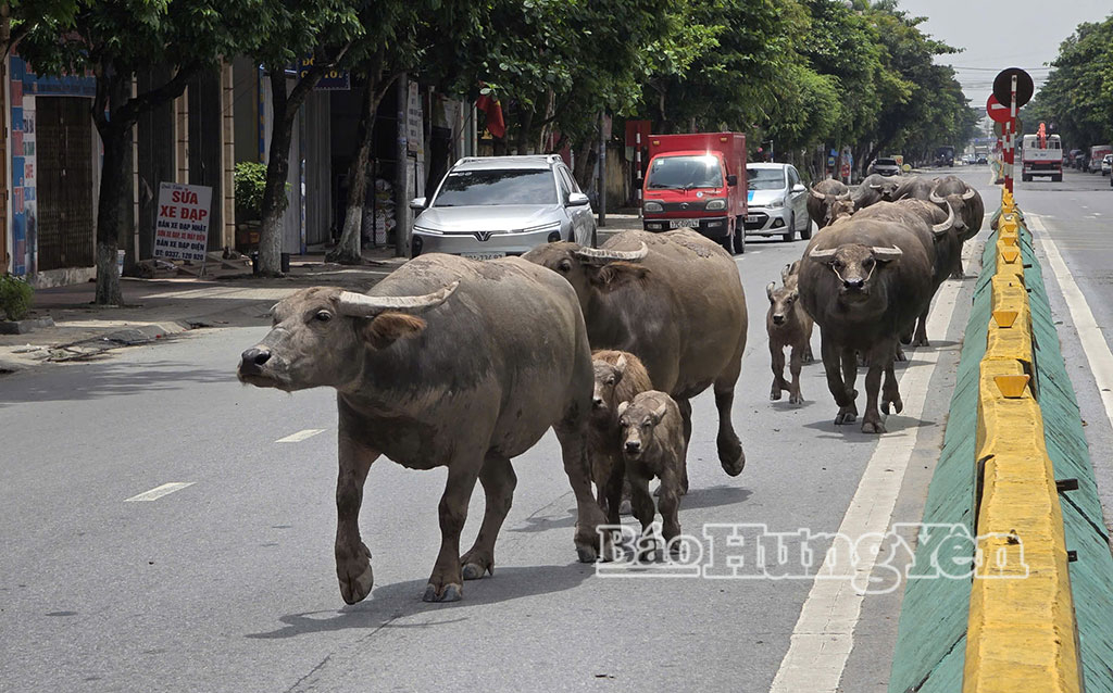 Cảnh báo nguy cơ mất an toàn giao thông do gia súc di chuyển trên đường
