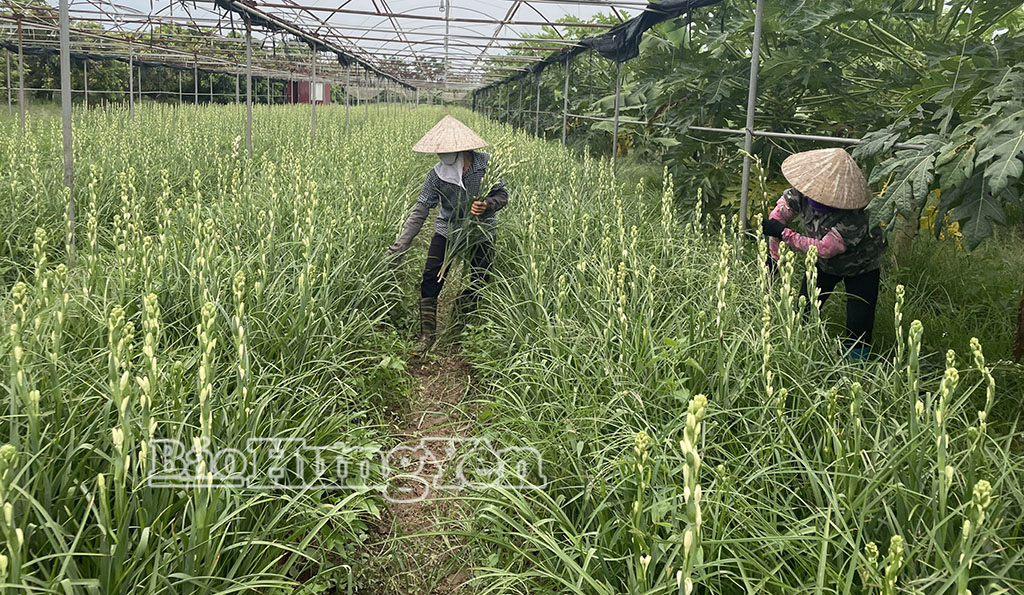 Thu hoạch hoa huệ tại HTX sản xuất, kinh doanh nhãn đặc sản Hiệp Cường.