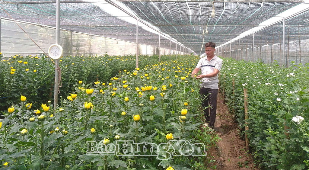 HTX sản xuất, kinh doanh nhãn đặc sản Hiệp Cường áp dụng trồng hoa trong nhà lưới.