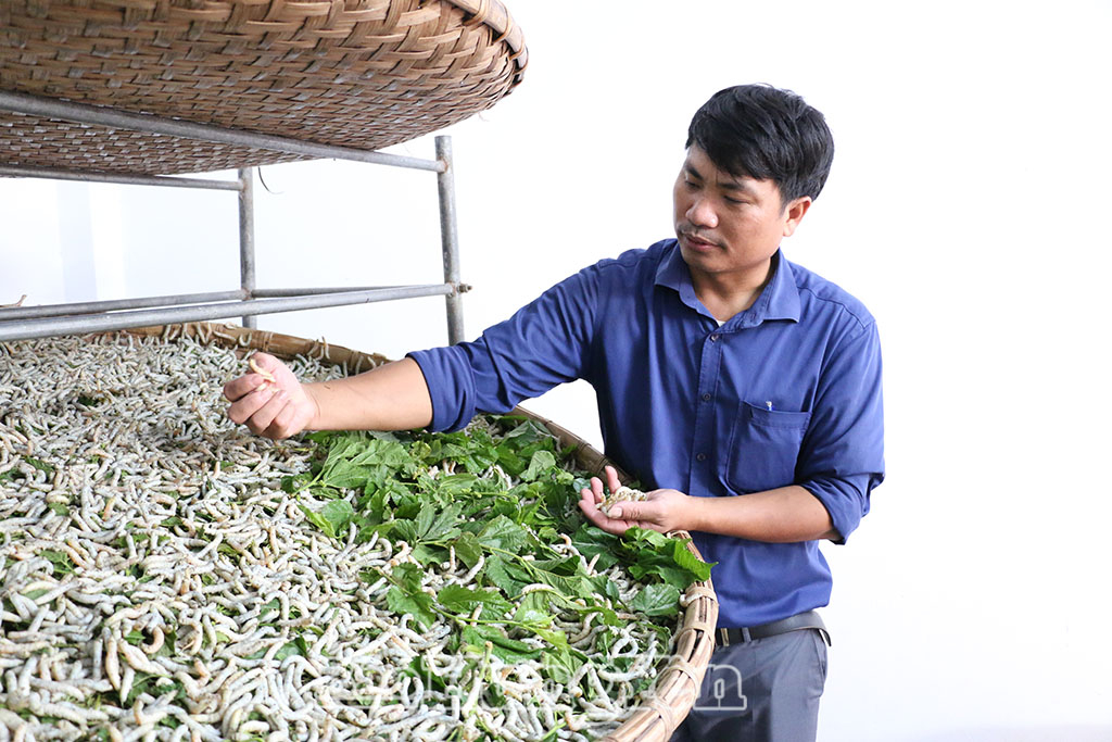 Nghề trồng dâu nuôi tằm truyền thống mang lại thu nhập ổn định cho nhiều lao động địa phương.