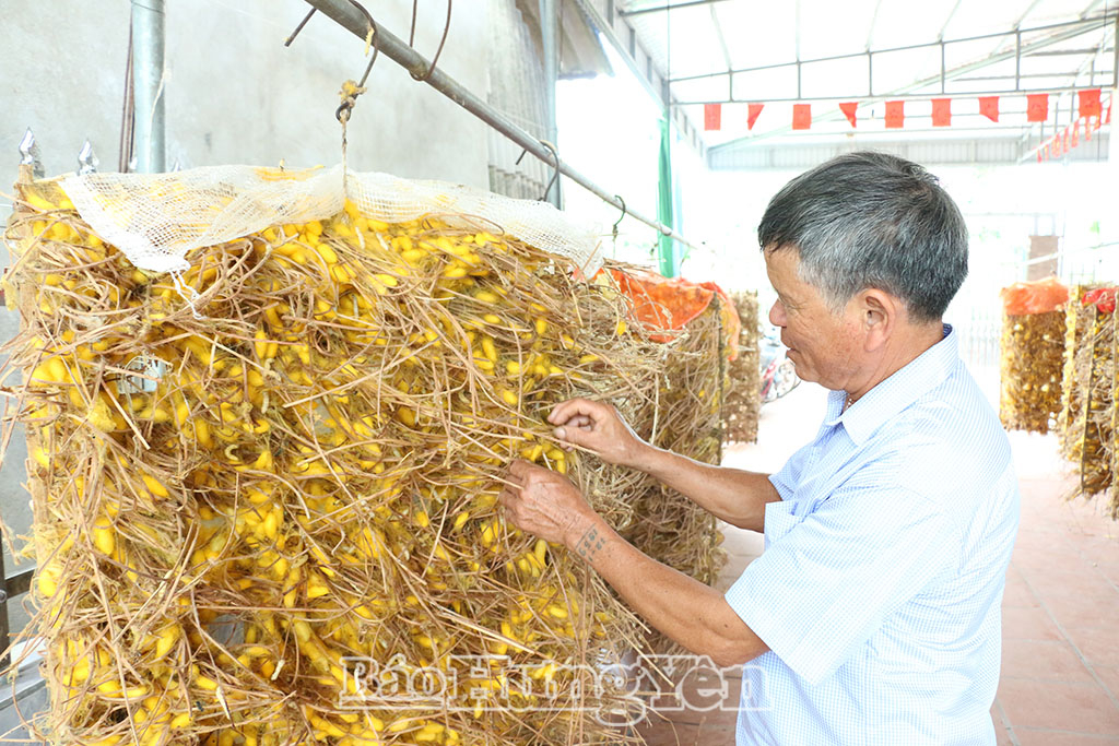 Nghề nuôi tằm truyền thống được người dân trên địa bàn xã Vũ Tiên duy trì từ nhiều đời nay.