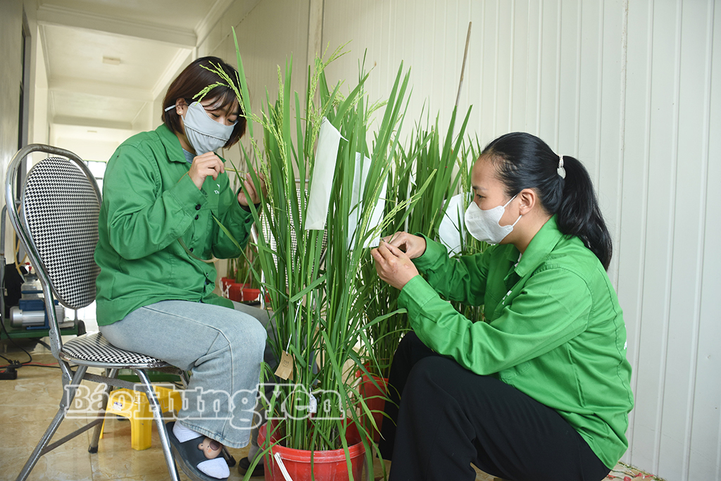 Thực hiện công tác lai tạo giống lúa mới tại Công ty Cổ phần Tập đoàn Thaibinh Seed.