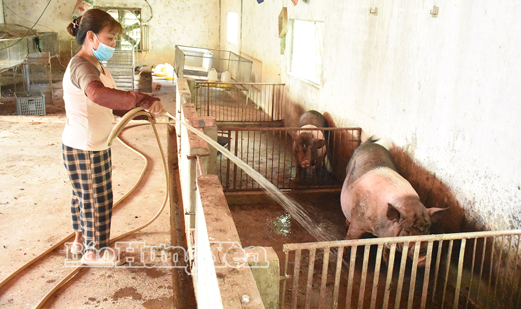 Tận dụng nguồn vốn vay ưu đãi, bà Nguyễn Thị Tâm, thôn Phụng Công đầu tư nuôi lợn nái và lợn thịt cho thu nhập từ 40-50 triệu đồng mỗi năm.