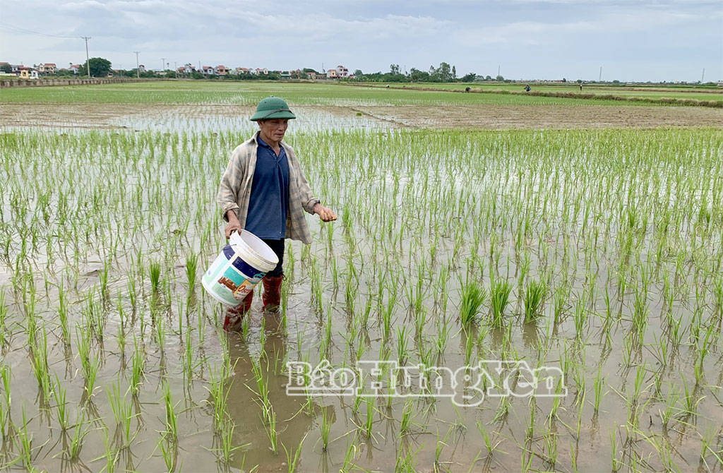 Nông dân xã Hoàng Hoa Thám chăm sóc, bảo vệ lúa mùa.