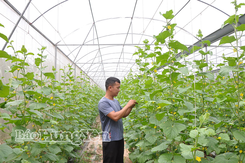 Mô hình trồng dưa lưới trong nhà màng cho thu nhập cao của gia đình anh Trần Xuân Tâm, thôn Tân Lễ, xã Long Hưng.