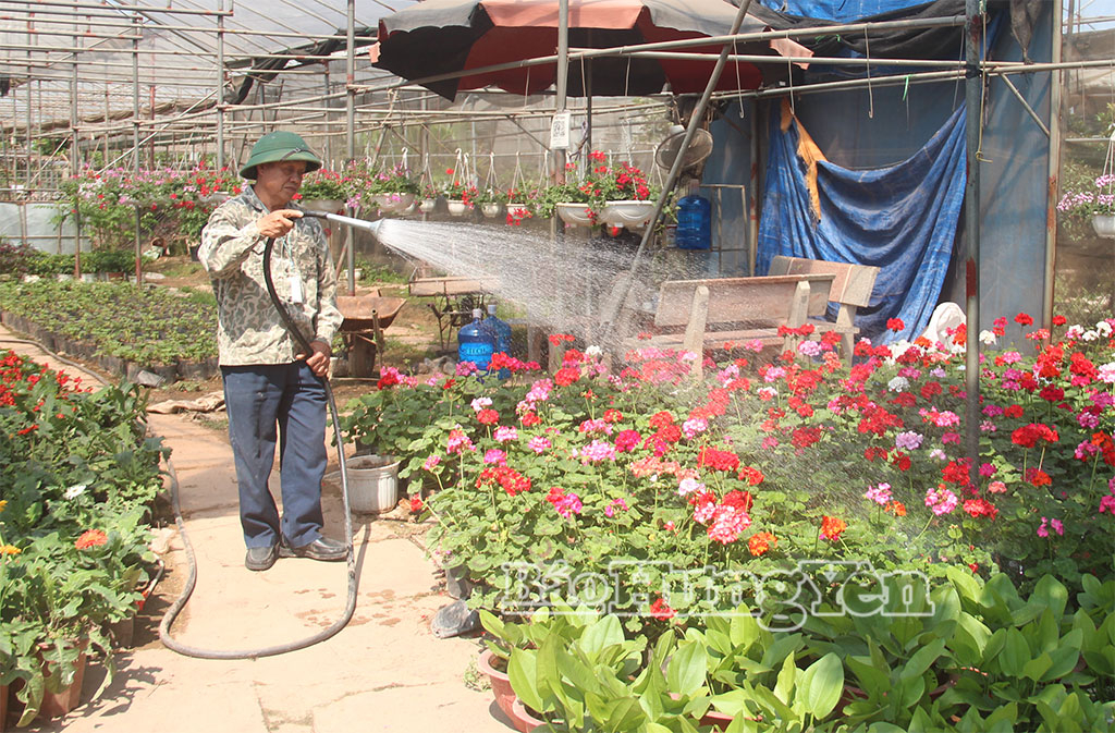 Nông dân xã Phụng Công trồng hoa đa tầng nhằm nâng cao giá trị, hiệu quả trên một đơn vị diện tích canh tác.