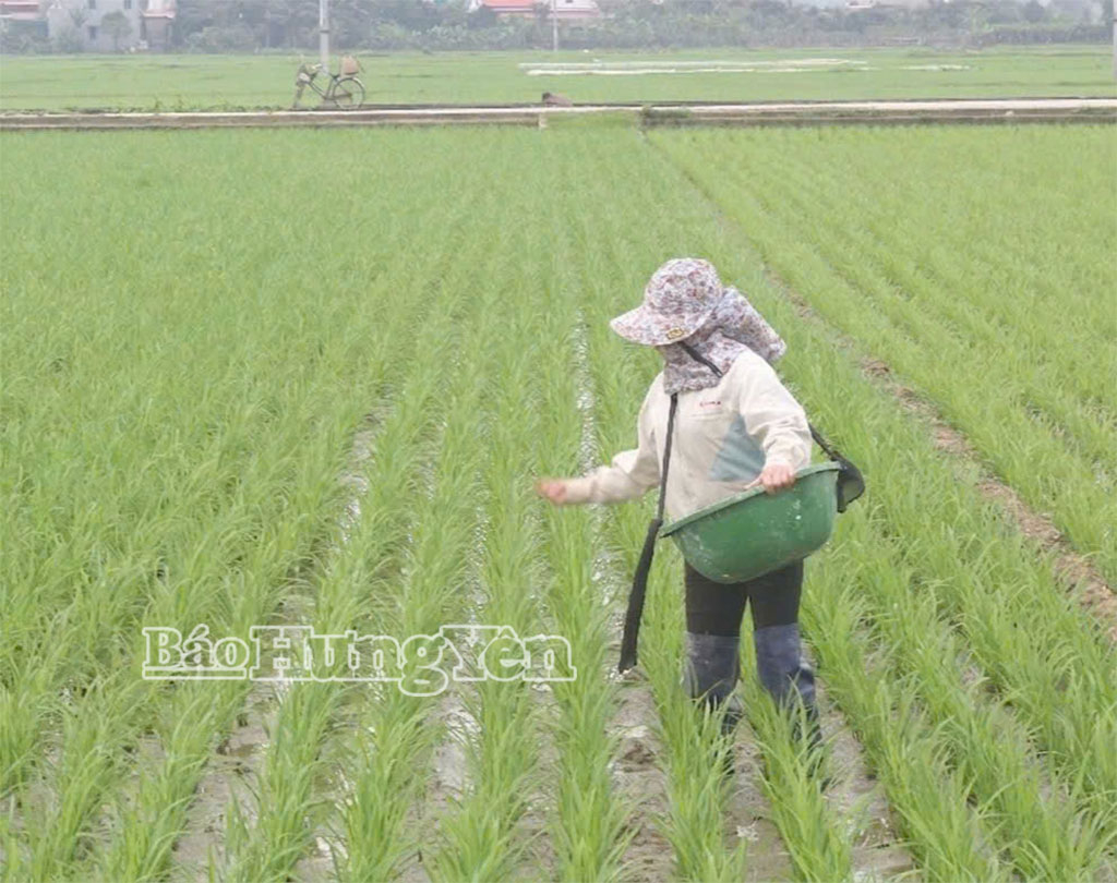 Nông dân xã Bắc Tiên Hưng chăm sóc lúa trong vùng canh tác áp dụng quy trình giảm phát thải khí nhà kính.