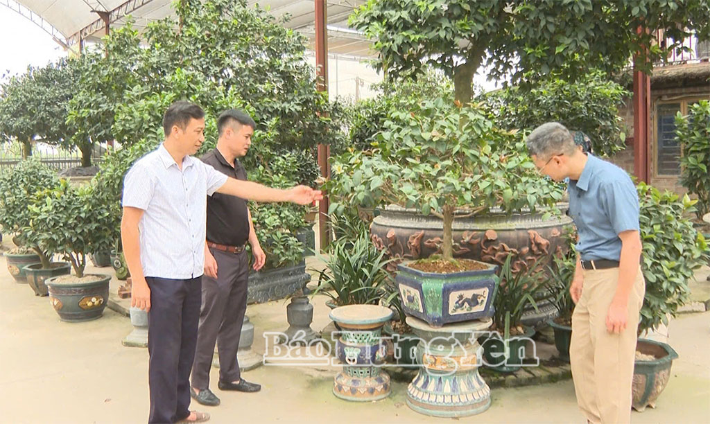 Người dân thôn Bến, xã Phụng Công trồng cây trà cảnh.
